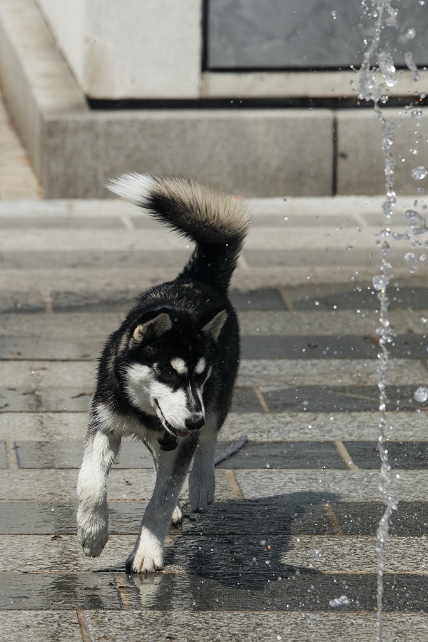 Foto eines Husky, der spielend durch die Wasserfontänen läuft